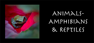 Amphibians & Reptiles